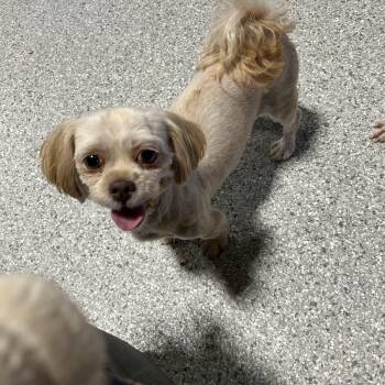 Rosalie -  Shih Tzu Dog for Adoption in Antwerp, Ohio - Rosalie | PetCurious