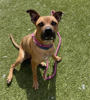 Rescue Doberman Pinscher Dogs for Adoption in Derwood, Maryland - Ruffy | PetCurious