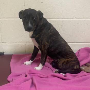 Pit Bull Terrier Dogs Available for Adoption in Palestine, Texas - Coco | PetCurious