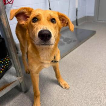 Glory -  Retriever Dog for Adoption in Martinsville, Virginia - Glory | PetCurious