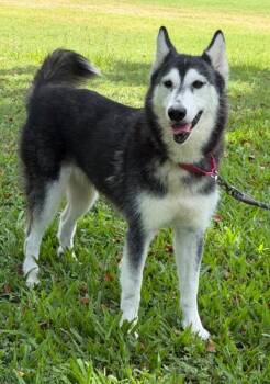 Sienna -  Alaskan Malamute Dog for Adoption in Tomball, Texas - Sienna | PetCurious