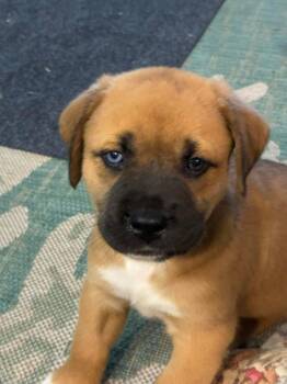 Sirena -  Mastiff and Boxer Dog for Adoption in Hortense, Georgia - Sirena | PetCurious