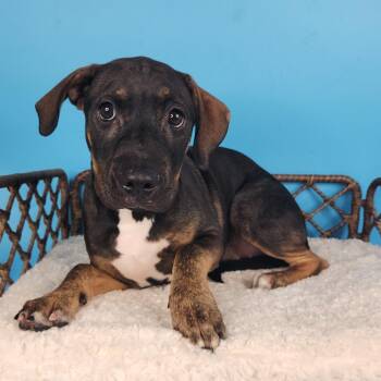 Tiger Shark -  Mixed Breed Dog for Adoption in Fort Wayne, Indiana - Tiger Shark | PetCurious