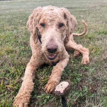 Clyde -  Standard Poodle and Labrador Retriever Dog for Adoption in Newberg, Oregon - Clyde | PetCurious