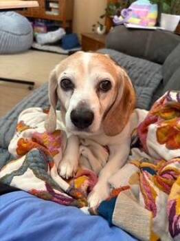 Oscar -  Beagle and Mixed Breed Dog for Adoption in Wichita, Kansas - Oscar | PetCurious