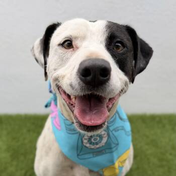 TUX -  Pointer and American Staffordshire Terrier Dog for Adoption in San Diego, California - TUX | PetCurious