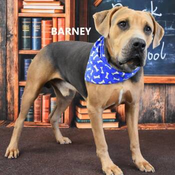 Barney -  Hound Dog for Adoption in Yuma, Arizona - Barney | PetCurious