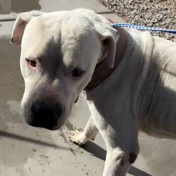 Rescue Dogo Argentino Dogs for Adoption in Yuma, Arizona - Snowman | PetCurious