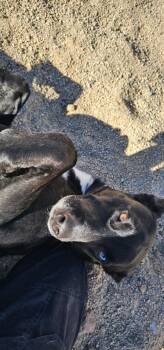 Rescue Mixed Breed Dogs for Adoption in Silver Springs, Nevada - Keyara | PetCurious