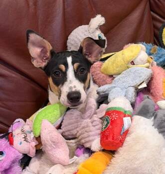 Bella -  Mixed Breed Dog for Adoption in Sandwich, Massachusetts - Bella | PetCurious