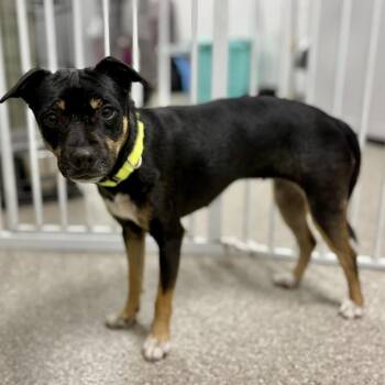 Miniature Pinscher and Terrier Dogs Available for Adoption in Fullerton, Pennsylvania - Rally | PetCurious