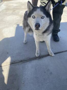 Siberian Husky Dogs Available for Adoption in Victorville, California - Fargo | PetCurious
