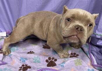 American Bulldog and Mixed Breed Dogs Available for Adoption in Modesto, California - A610633 | PetCurious