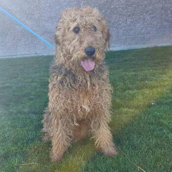Benji -  Airedale Terrier Dog for Adoption in Great Falls, Montana - Benji | PetCurious