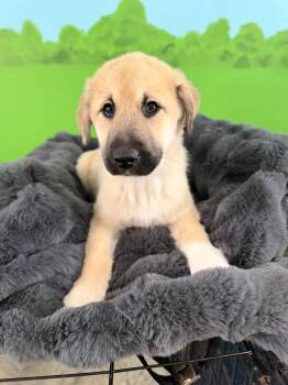 Great Pyrenees and Shepherd Dogs Available for Adoption - Aspen (The Mountain Litter) | PetCurious
