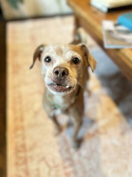 Rescue Terrier Dogs for Adoption in Sunnyvale, California - Agnes | PetCurious