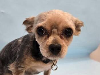 Luna -  Yorkshire Terrier and Mixed Breed Dog for Adoption in Minneapolis, Minnesota - Luna | PetCurious