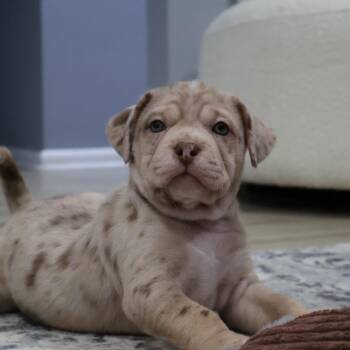 Pit Bull Terrier Dogs Available for Adoption in Avon, Ohio - Seal | PetCurious
