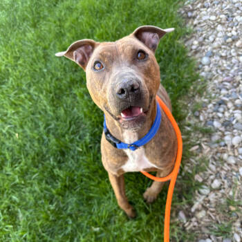 Rescue American Staffordshire Terrier Dogs for Adoption in Grand Rapids, Michigan - Cassie | PetCurious