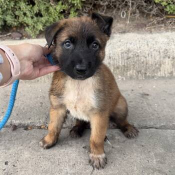 Max -  Belgian Shepherd Malinois and German Shepherd Dog Dog for Adoption in Harlingen, Texas - Max | PetCurious