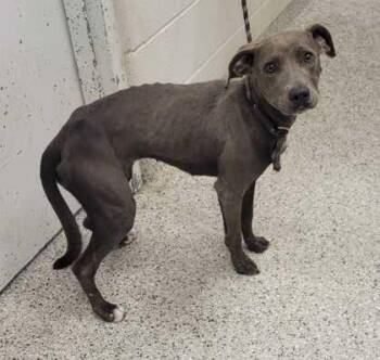 Rhyme -  Pit Bull Terrier and Mixed Breed Dog for Adoption in Kansas City, Missouri - Rhyme | PetCurious