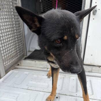Hershey -  Shepherd and Mixed Breed Dog for Adoption in Edinburg, Texas - Hershey | PetCurious