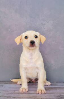 Pisa -  Labrador Retriever and Flat Coated Retriever Dog for Adoption in San Diego, California - Pisa | PetCurious