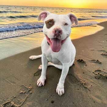 American Staffordshire Terrier Dogs Available for Adoption in Kenedy, Texas - Diesel | PetCurious