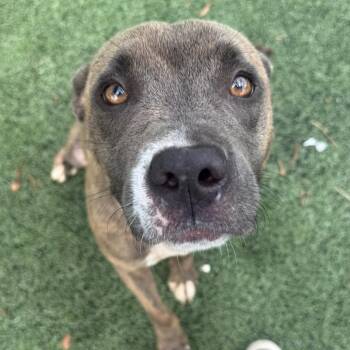 Dior -  Mixed Breed Dog for Adoption in Bartlett, Tennessee - Dior | PetCurious