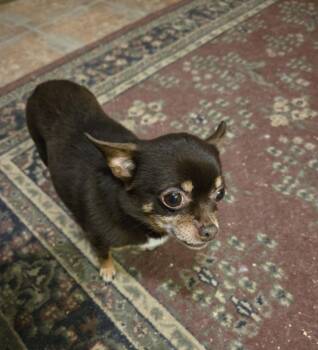 Chihuahua Dogs Available for Adoption - Lucy | PetCurious