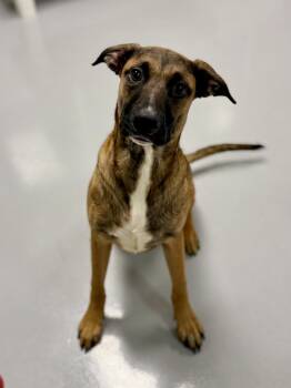 Rescue German Shepherd Dog Dogs for Adoption in Topeka, Kansas - Sonic | PetCurious