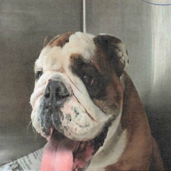 Rescue English Bulldog Dogs for Adoption in Los Angeles, California - Tino A2240503 | PetCurious