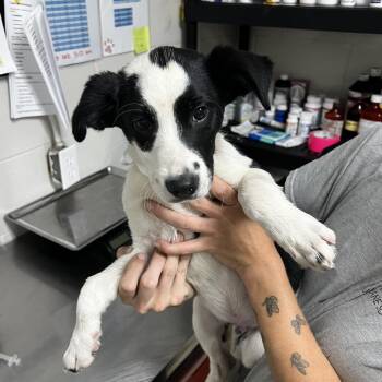 Border Collie Dogs Available for Adoption in Birmingham, Alabama - Bluto | PetCurious