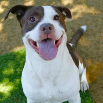 RJ -  American Staffordshire Terrier and Mixed Breed Dog for Adoption - RJ | PetCurious