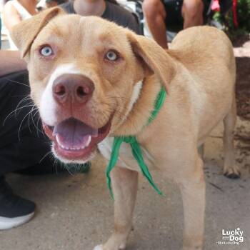Jasper -  Shepherd Dog for Adoption in Washington, District Of Columbia - Jasper | PetCurious