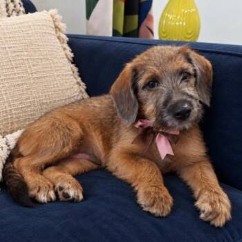 Croissant Maple Mae Pastry -  Dachshund and Terrier Dog for Adoption in Friendswood, Texas - Croissant Maple Mae Pastry | PetCurious