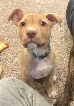 American Staffordshire Terrier and Pit Bull Terrier Dogs Available for Adoption - Duke | PetCurious