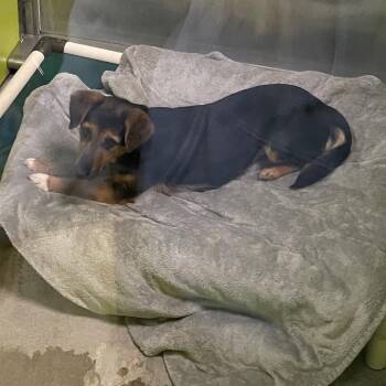 Lizzy -  Shepherd and Terrier Dog for Adoption in Spokane, Washington - Lizzy | PetCurious