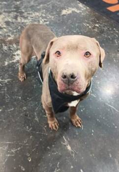 Mixed Breed Dogs Available for Adoption in Cincinnati, Ohio - Buddha | PetCurious