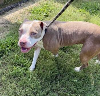 MADISON -  Pit Bull Terrier and Mixed Breed Dog for Adoption in Atlanta, Georgia - MADISON | PetCurious