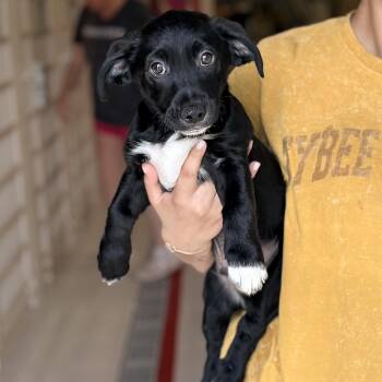 Poodle and Collie Dogs Available for Adoption - Dunkin | PetCurious