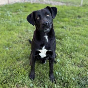 Labrador Retriever Dogs Available for Adoption in Modesto, California - RAYE | PetCurious