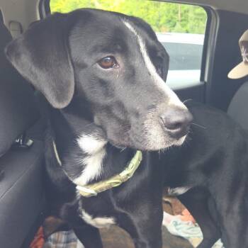 Stitch -  Black Labrador Retriever Dog for Adoption in Greensboro, North Carolina - Stitch | PetCurious
