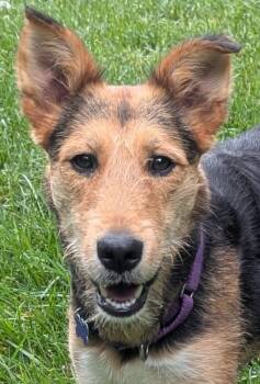 Lacy -  Airedale Terrier and Collie Dog Available for Adoption in Algood, Tennessee - Lacy | PetCurious
