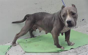 CRUZ -  Staffordshire Bull Terrier and Mixed Breed Dog for Adoption in Houston, Texas - CRUZ | PetCurious