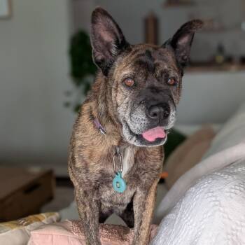 Nonna -  Shar Pei Dog for Adoption in San Diego, California - Nonna | PetCurious