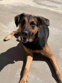 Molly -  Hound Dog for Adoption in Berryville, Virginia - Molly | PetCurious