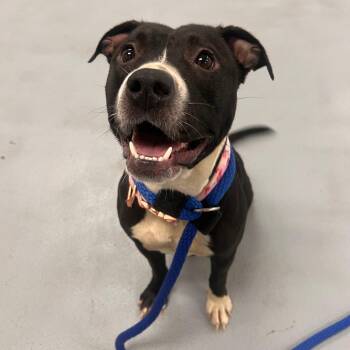 Mixed Breed Dogs Available for Adoption in Philadelphia, Pennsylvania - Mercedes | PetCurious