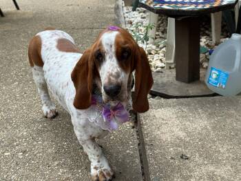 Peanut -  Basset Hound Dog for Adoption in Silver Spring, Maryland - Peanut | PetCurious