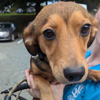 Sugar -  Dachshund and Hound Dog for Adoption in Charlottesville, Virginia - Sugar | PetCurious
